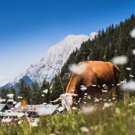 Zvoh, Krvavec, Ski-in, Ski-out * Cerklje na Gorenjskem