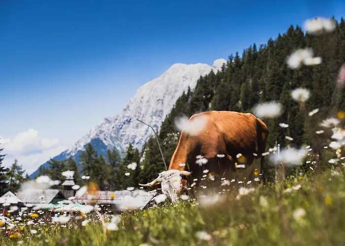 Zvoh, Krvavec, Ski-in, Ski-out * Cerklje na Gorenjskem